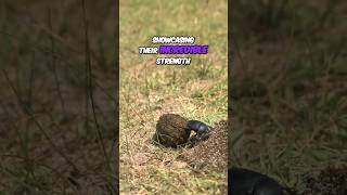 Dung Beetles Natures Incredible Cleanup Crew nature facts teacher funfacts [upl. by Strenta]