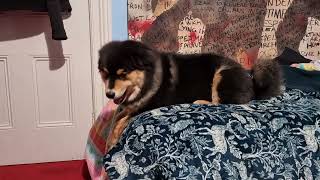 Barking and Grumbling Finnish Lapphund Puppy [upl. by Iramo845]