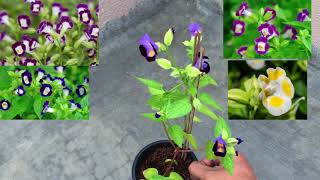 TORENIA FOURNIERI  PLANT CARE TIPS [upl. by Sumerlin200]