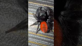 Phidippus Ardens spider jumpingspider cute pets cutepets inverts shorts machinehead [upl. by Morry]