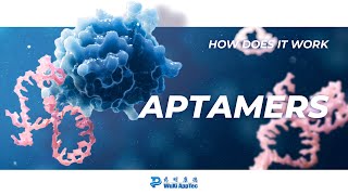 How Does It Work  Aptamers [upl. by Tristas]