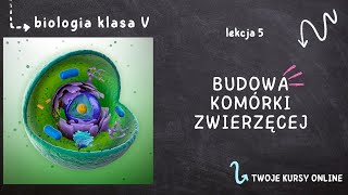 Biologia klasa 5 Lekcja 5  Budowa komórki zwierzęcej [upl. by Arrotal]