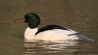 BTO Bird ID  Goosander and Redbreasted Merganser [upl. by Sybley]