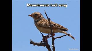 Monotonous Lark song [upl. by Ennovyahs]