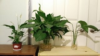 Different types of Peace Lily varieties Spathiphyllum [upl. by Nate539]