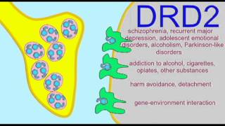 AP1 BRAIN DOPAMINE RECEPTORS [upl. by Swords]