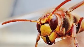 Die Hornisse  ein einheimisches Insektauch in Lommatzsch [upl. by Anom847]