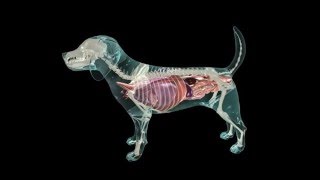 Glass Dog Anatomy [upl. by Rasmussen]