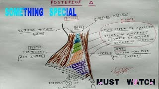 Posterior Triangle of Neck  Boundary and Floor  The Charsi of Medical Literature [upl. by Ahsats807]