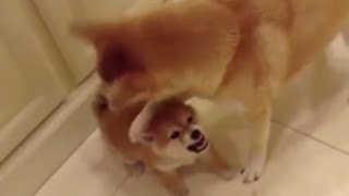 Angry Shiba Puppy Loses It and SNAPS 柴犬 [upl. by Statis]