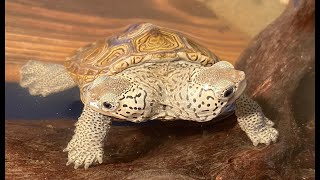 Double Header Live The Two Headed Turtle [upl. by Aniweta]