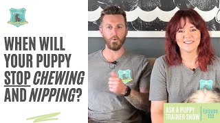 When Do Puppies Stop Chewing and Nipping  AAPTS Ep 159 [upl. by Nairrod58]