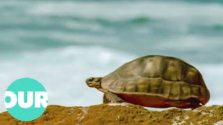 This Video On Turtles Will Change Your Perception Of Them Forever  The Reptiles  Our World [upl. by Shalom917]