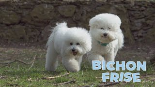 Bichon Frise Dog Breed 101 [upl. by Florenza]