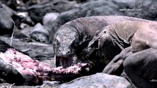 Komodo dragon charges film crew Chasing the Dragon Ep 2 [upl. by Eirelav]