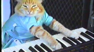 Keyboard Cat Plays Off Mayor Ford [upl. by Daniella]