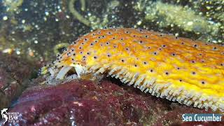 Sea Cucumber Holothuroidea [upl. by Eninej]