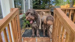 October 2024  End of Season Garden Tour  Colorado Renter Container Gardening [upl. by Helfant962]