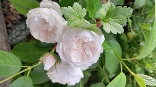 June blooms  including roses nigella and Elder Black Lace [upl. by Remo261]