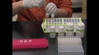 Simply Cloning  Chapter 8  Plasmid Miniprep [upl. by Gisele697]