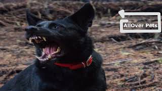 ANGRY DOGS BARKING sound effect HD  Aggressive Dog Growling Sound [upl. by Enaira194]