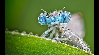 Fascinants Insectes 23  Documentaire Animalier HD [upl. by Adelpho134]