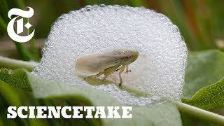 To Survive This Bug Builds a House of Bubbles  ScienceTake [upl. by Ydaj]