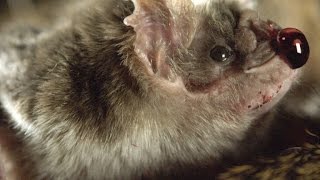 How Vampire Bats Suck Blood for 30 Minutes Unnoticed [upl. by Saxela240]