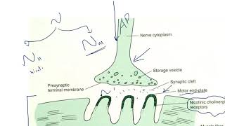 neuromuscular junction blockers  Depolarizing and non Depolarizing blockers [upl. by Ellevel]