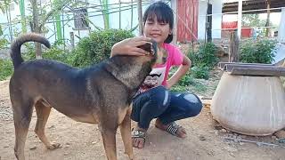 my petpetting dog of girl vs life dog in forest in CambodiaKids STAR [upl. by Slaohcin]