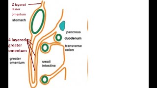 Difference between greater and lesser omentum [upl. by Keryt]