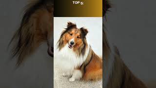 Top 10 Smartest Dog Breeds in the World dog cat [upl. by Aldis510]