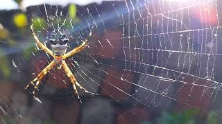 Is this spider dangerous Argiope argentata silver Argiope [upl. by Eterg550]