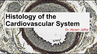 Histology of the cardiovascular system [upl. by Robinette]