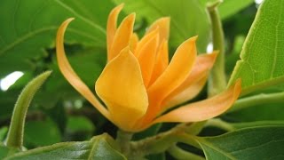 Sampige Magnolia champaca  Joy Perfume Tree [upl. by Ahsain714]