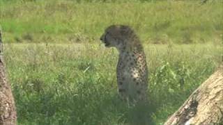 Serengeti safari Tanzania [upl. by Anirrak]