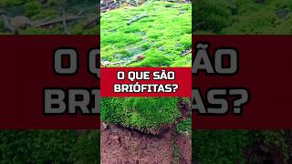 O QUE É UMA PLANTA BRIÓFITA horta biologia plantas [upl. by Aicala]