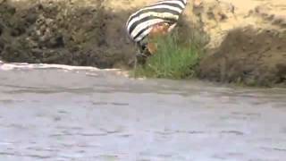 Zebra gets caught by crocodile Intestines hanging out [upl. by Ornie]