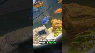 Fish Fight😂Funny Pets FishTank [upl. by Avon]