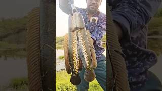 snake head fishing snakeheadfish shorts ytshorts youtubeshorts snakeheadfish [upl. by Nahej]