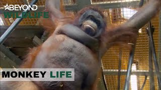 S5E13  Jeremy’s Got High Hopes For Overweight OrangUtan Oshine  Monkey Life  Beyond Wildlife [upl. by Oirelav]