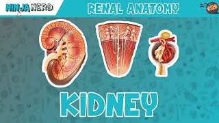 Renal  Kidney Anatomy Model [upl. by Wilhelmina]