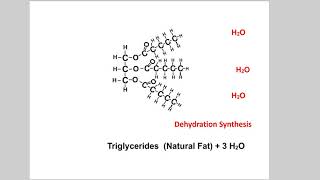 Triglyceride Synthesis [upl. by Noynek]