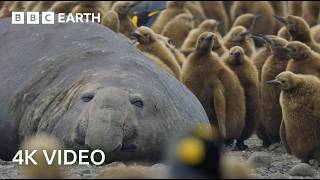 Incredible 4K Nature Scenes Narrated By David Attenborough  BBC Earth [upl. by Goer]