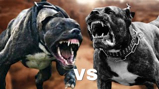 Bandog vs Presa CanarioFight Comparison [upl. by Atirres]