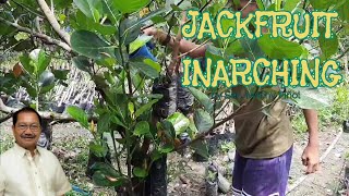 Part1 Approach grafting and inarching  Vegetative propagation in jackfruit by Sec Manny Piñol [upl. by Sherourd]