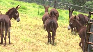 Agricultura al Día  Así es un criadero de burros [upl. by Devaney851]