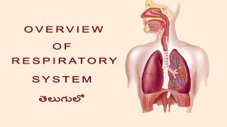 Overview of Respiratory System for Paramedical Students in Telugu [upl. by Acisej]