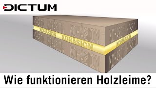 Wie funktionieren Holzleime  Adhäsion und Kohäsion [upl. by Eittol]