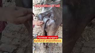 Amputation of tail l Epidural l dr Umar khan [upl. by Anot]